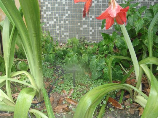 Sprinkler regolabile per la microirrigazione delle colture in vaso