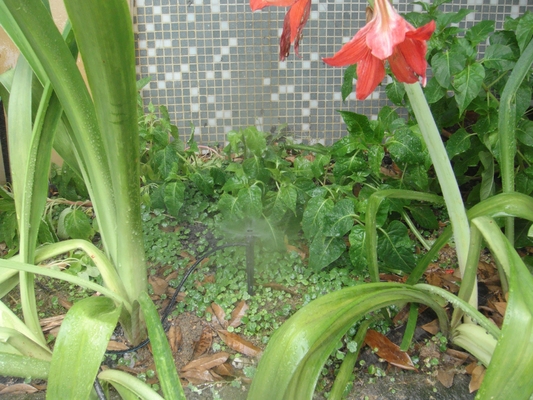 Micro spruzzatore regolabile per il trapianto di colture in vaso in giardino