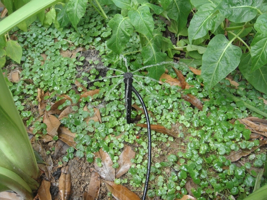Sprinkler a collegamento inserito a raggio/centrifugo per l'irrigazione costante delle aziende agricole in giardino