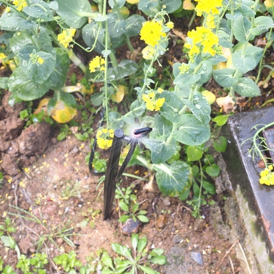 G Tipo 360 Agricoltura e silvicoltura Sprinkler da giardino per l'irrigazione Quick Connect