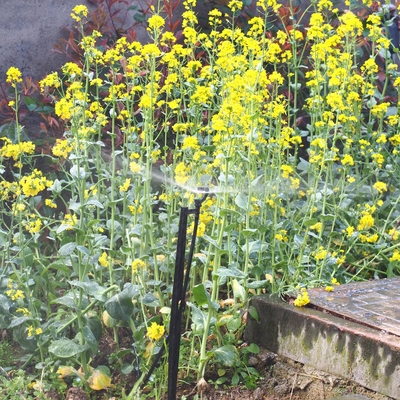 G Tipo 360 Agricoltura e silvicoltura Sprinkler da giardino per l'irrigazione Quick Connect