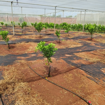 Sprinkler di acqua agricola a 360 gradi stile normale per l'irrigazione a micro sprinkler