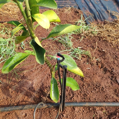 Sprinkler di acqua agricola a 360 gradi stile normale per l'irrigazione a micro sprinkler